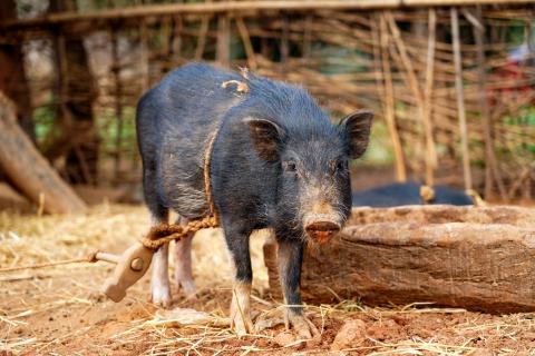 Pig Farming